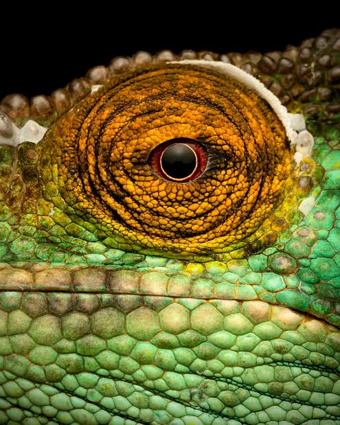 Chameleon looking lens