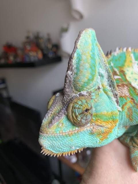 Chameleon Eyesight