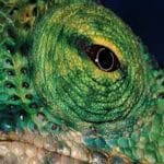 Chameleon looking lens : Perfect Guide Chameleon looking lens