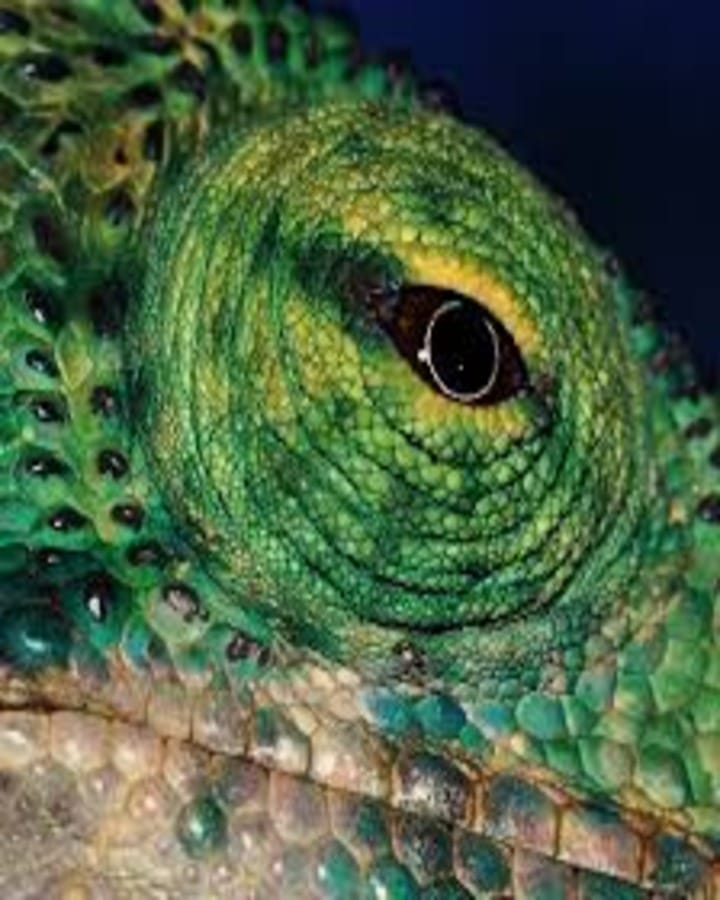 Chameleon looking lens