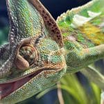 Chameleon Eyesight: Nature’s Most Fascinating Vision System Chameleon Eyesight
