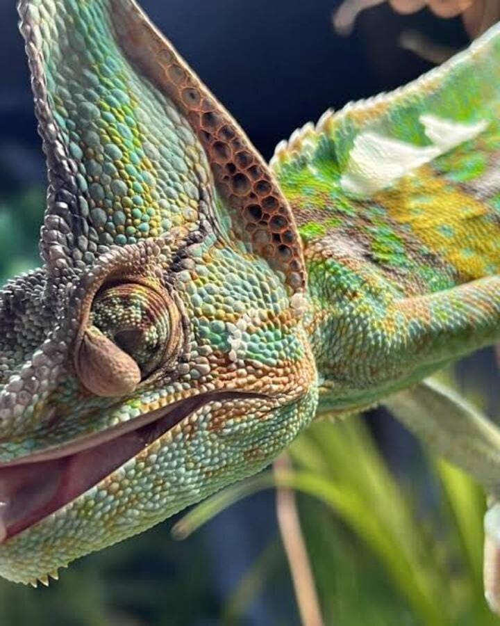 Chameleon Eyesight