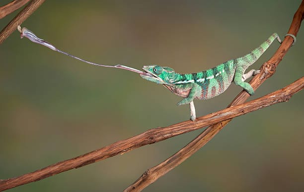 Chameleons Tongue