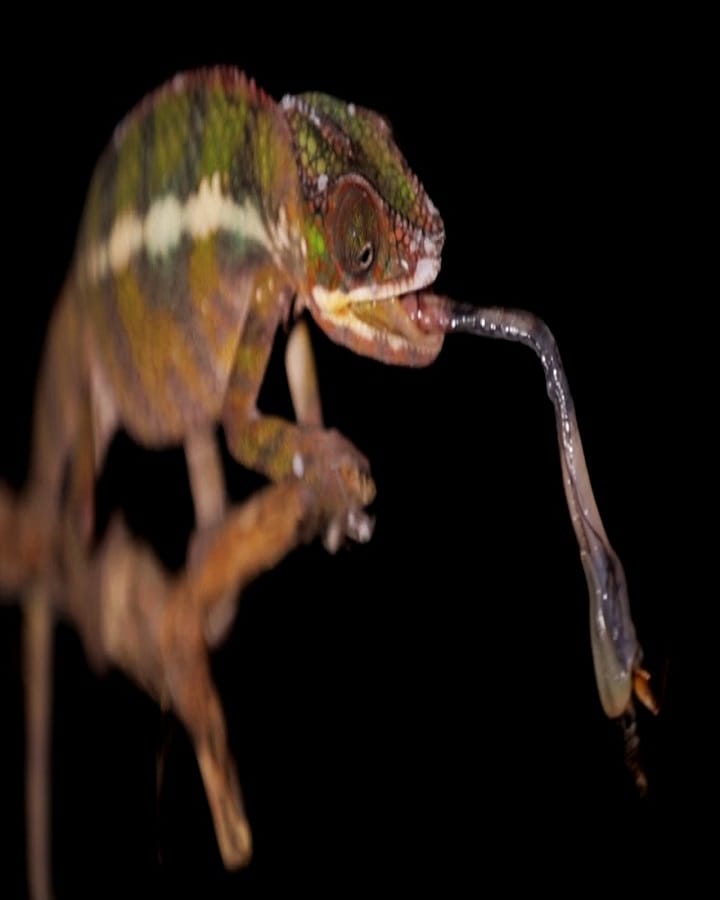 Chameleons Tongue