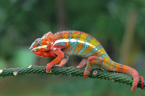 Veiled Chameleon