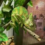 Best Chameleon Vitamins: Complete Guide to Supplements Your Reptile Actually Needs 1000000072