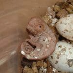 How to Hatch panther Chameleon Eggs at Home: Complete Beginner's Guide Hatch panther Chameleon Eggs at Home