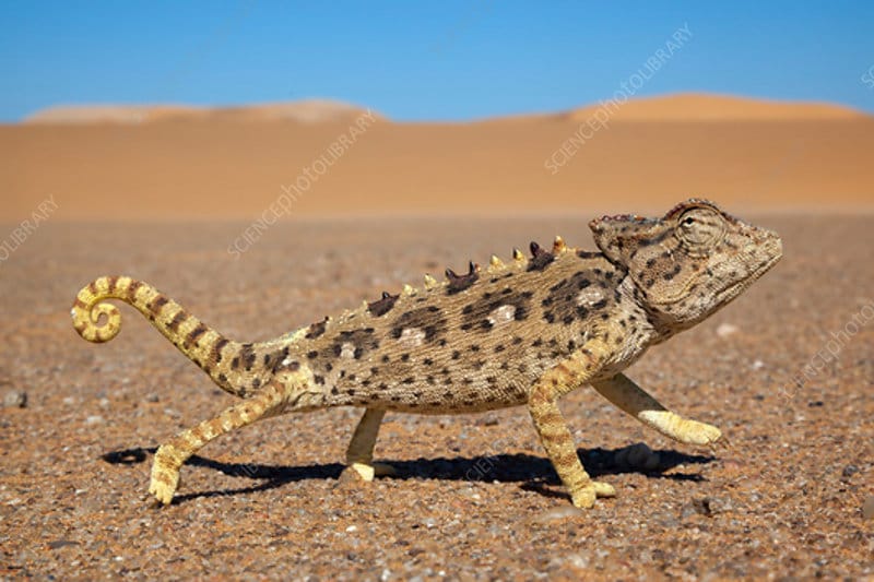 Desert chameleons for sale