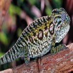 Carpet Chameleon : A Perfect Guide Carpet Chameleon