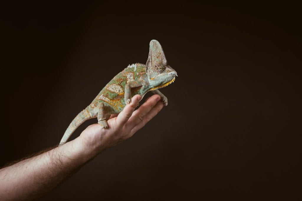 Desert chameleons for sale