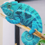 Best Rare Veiled Chameleon Breeds to Collect veiled chameleon breeds- bleu morph
