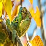 Chameleon-safe plants—the key is that soil: A Perfect Guide Chameleon-safe plants
