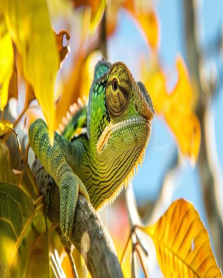 Chameleon-safe plants