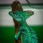 Exposing the Truth About Chameleon UVB: What Your Pet Needs to Survive chameleon UVB