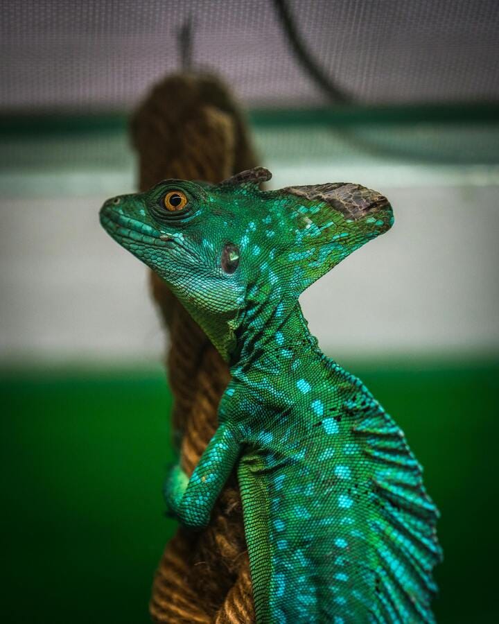 chameleon UVB