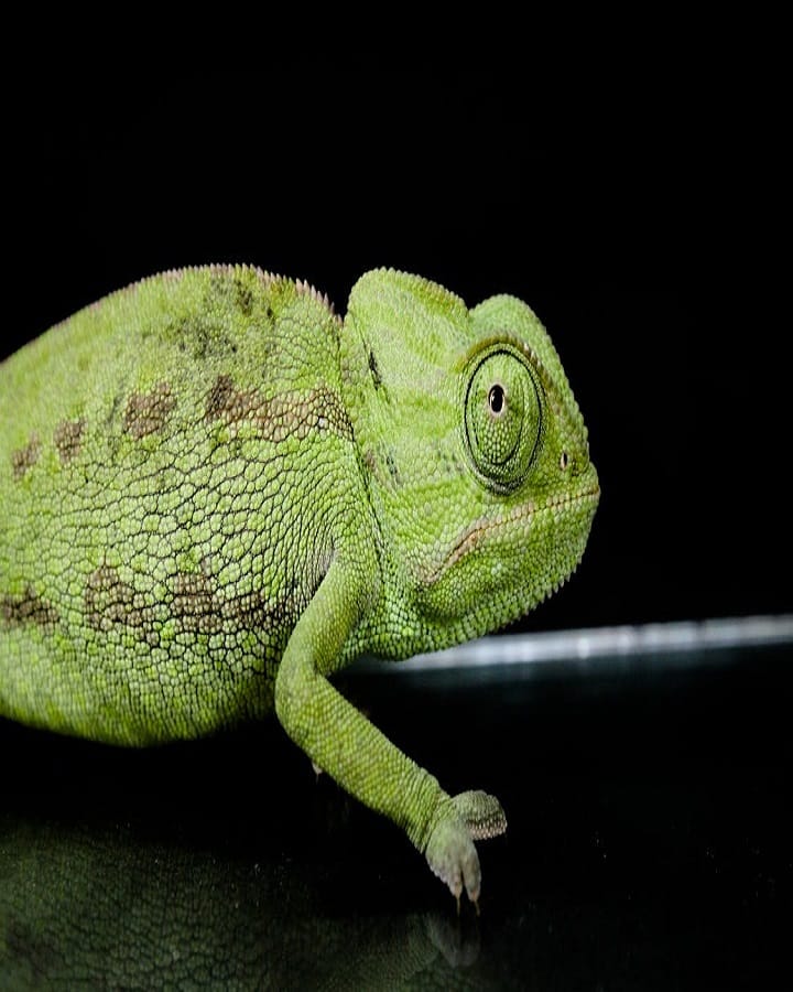 Desert chameleons for sale