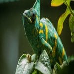 The Dead Leaf Chameleon: Nature’s Master of Disguise Dead Leaf Chameleon