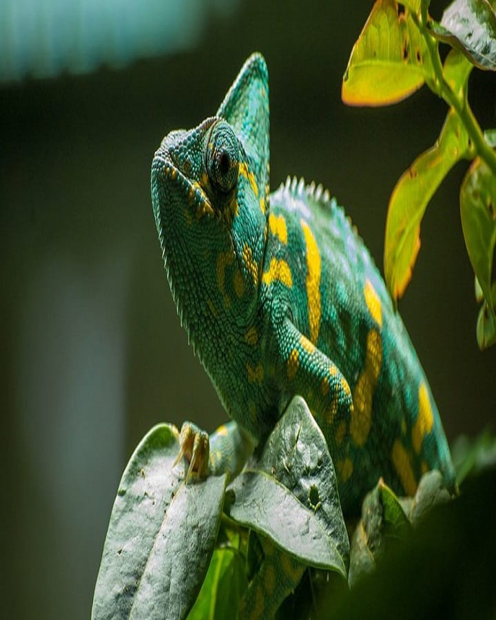 Dead Leaf Chameleon