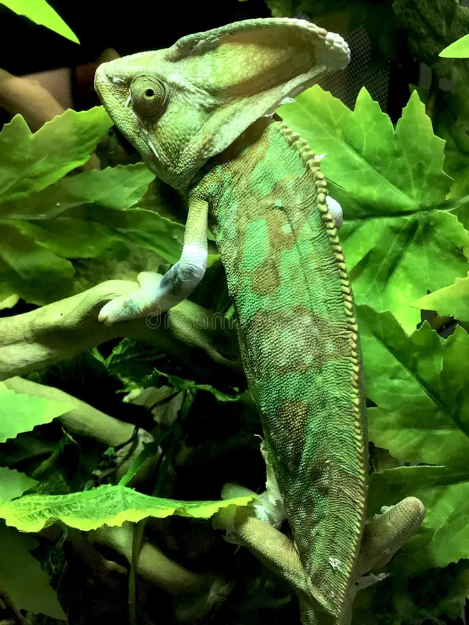 Dead Leaf Chameleon