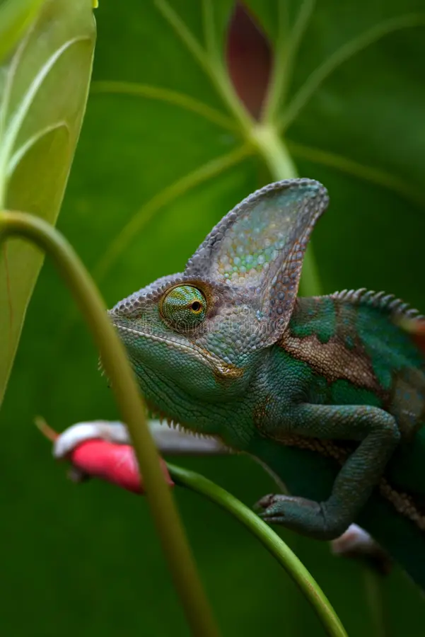 Dead Leaf Chameleon