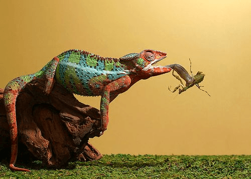 The Ultimate Chameleon Bug Encyclopedia : Safe vs. Deadly