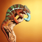 The Ultimate Chameleon Bug Encyclopedia : Safe vs. Deadly image
