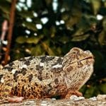 Scientific Classification of chameleon : A Perfect Guide Scientific Classification of chameleon