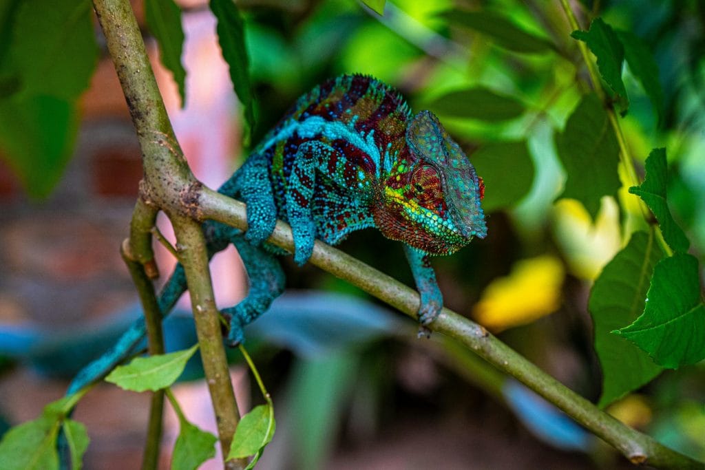 Scientific Classification of chameleon