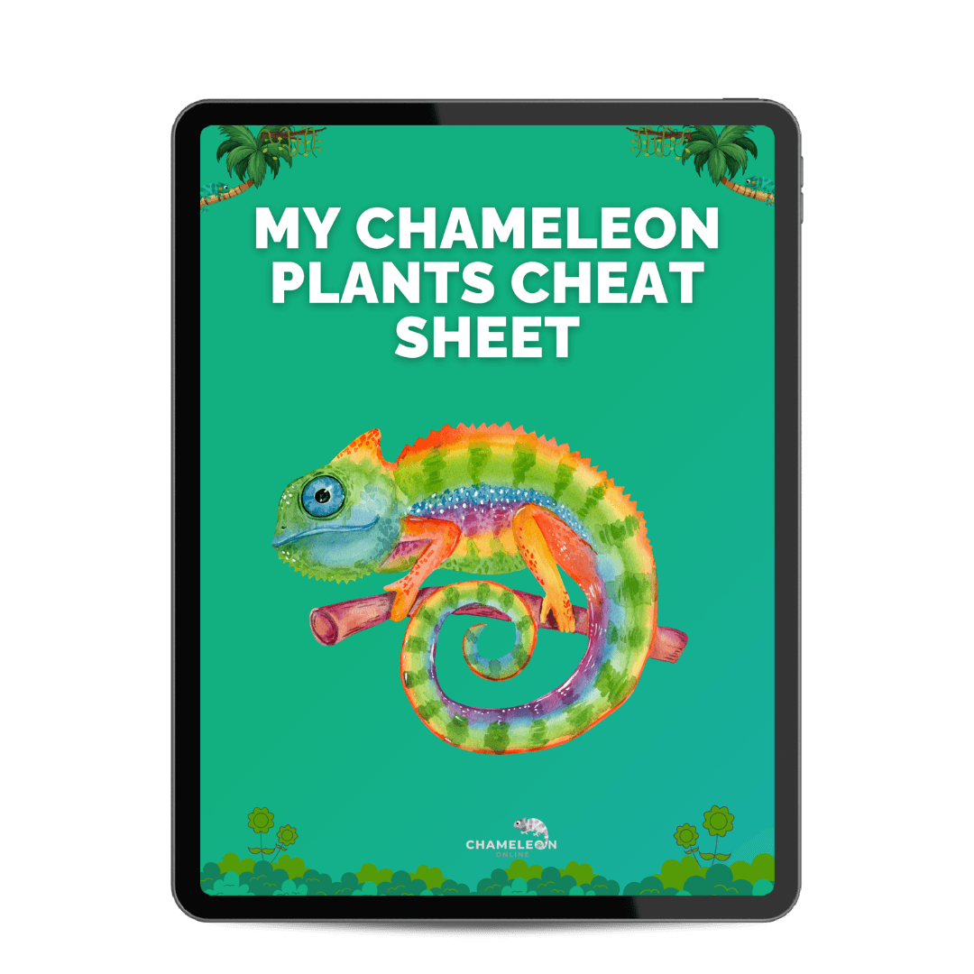 CHAMEEL