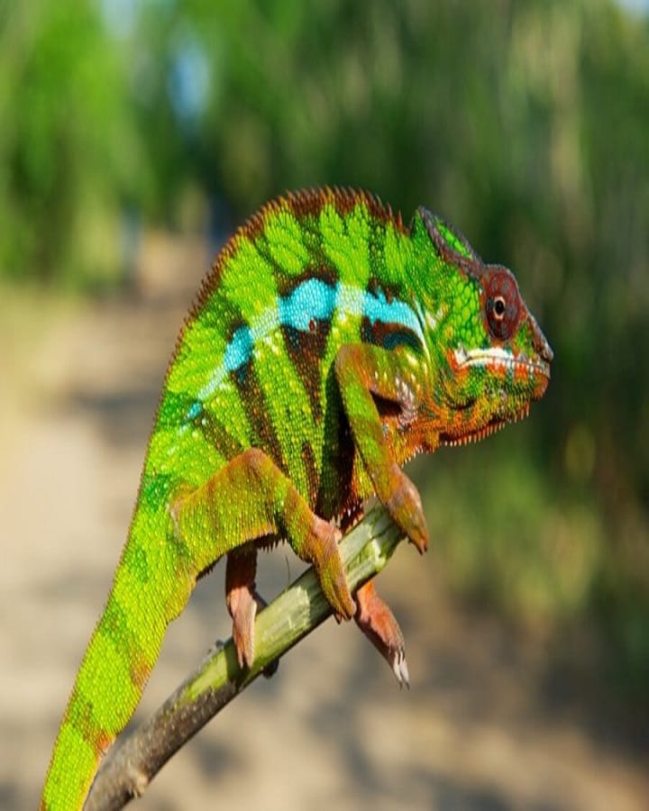 Panther Chameleon Is Endangered
