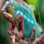 How Do Chameleons Work: Nature’s Master of Transformation How Do Chameleons Work