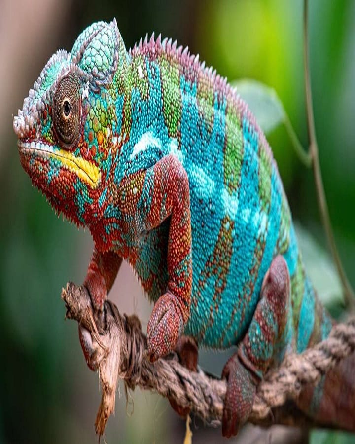 How Do Chameleons Work