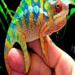 The Fascinating World of the Colour Chameleon Colour Chameleon