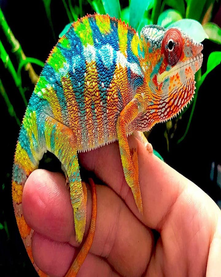 Colour Chameleon