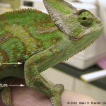 How to spot metabolic bone disease in chameleons (before it’s too late) image