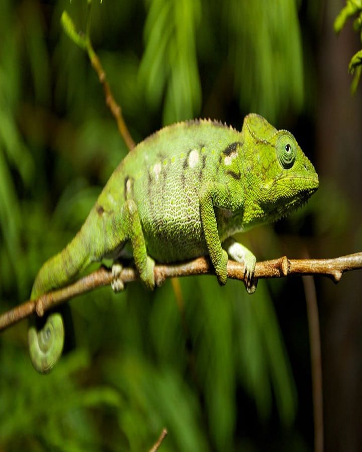 Wild Chameleons in Florida