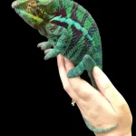The Enigmatic Beauty of the Peramata Chameleon Peramata Chameleon