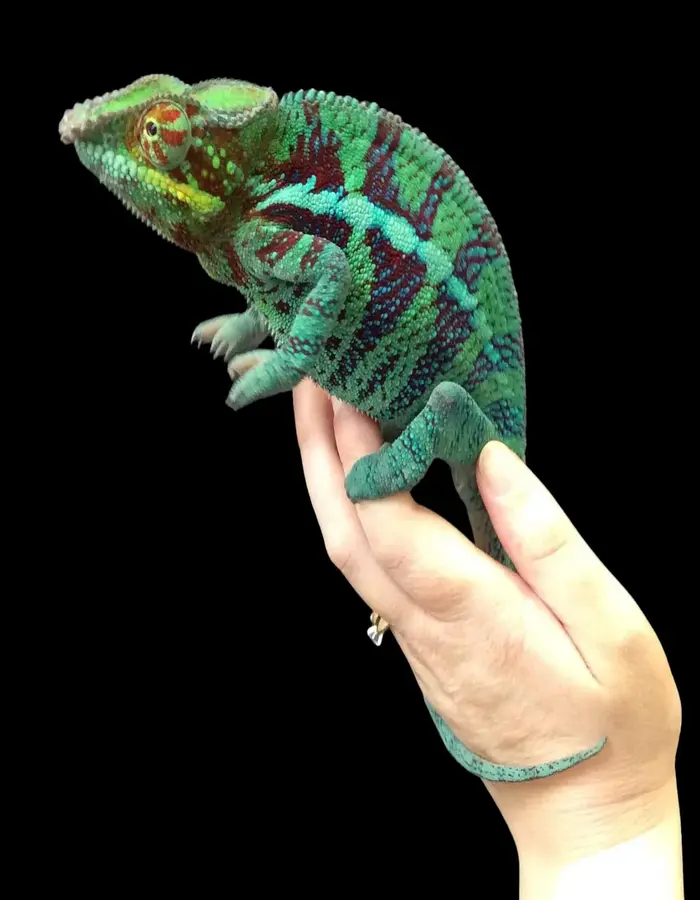Peramata Chameleon
