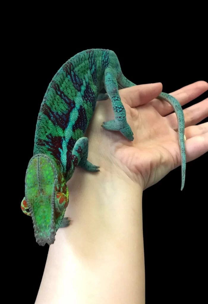 Peramata Chameleon
