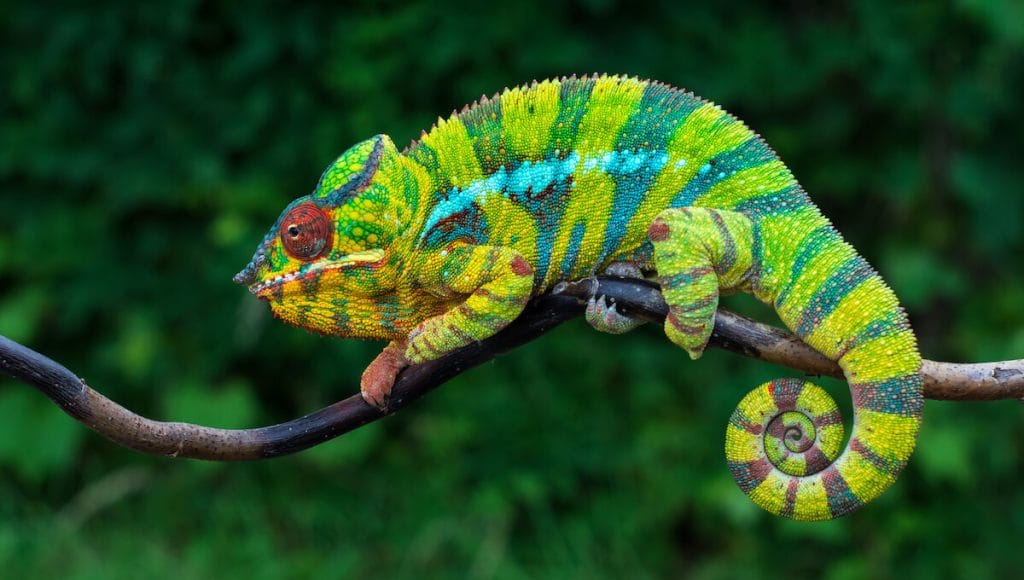 Panther Chameleon Eyes