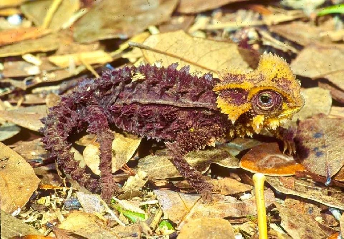Peramata Chameleon
