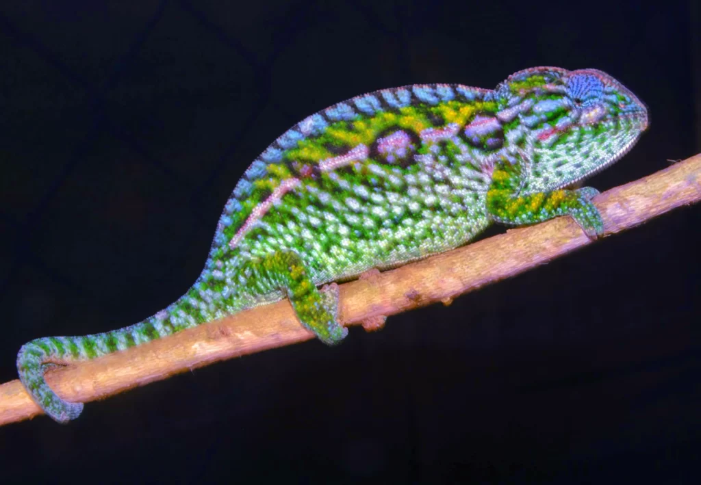 Jeweled Chameleon for Sale