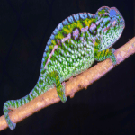 Jeweled Chameleon for Sale – Stunning Care Guide for Nature’s Living Gem Jeweled Chameleon for Sale