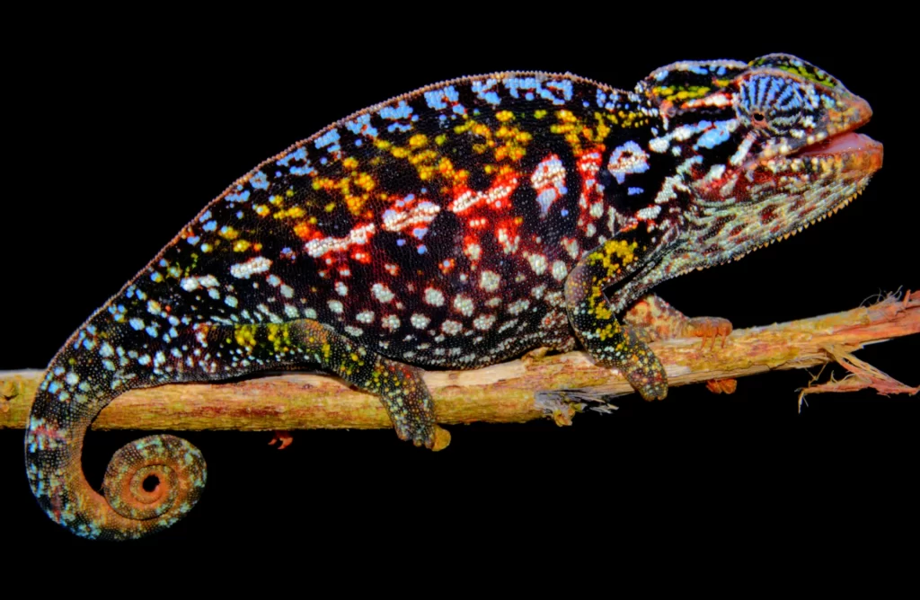 Jeweled Chameleon for Sale