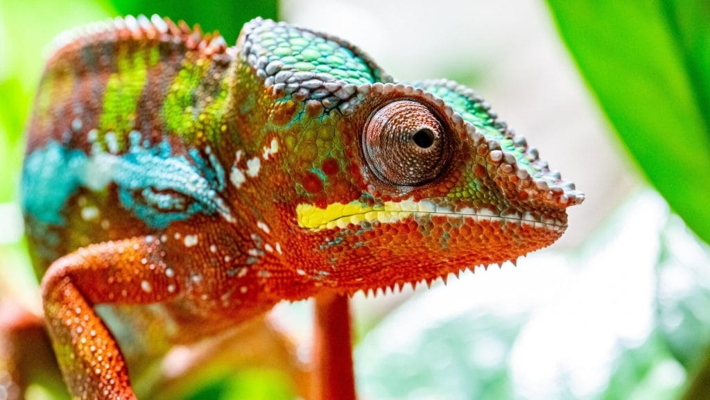 Panther Chameleon Eyes