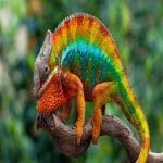 Panther Chameleon Eyes: Nature’s Fascinating Vision System Panther Chameleon Eyes