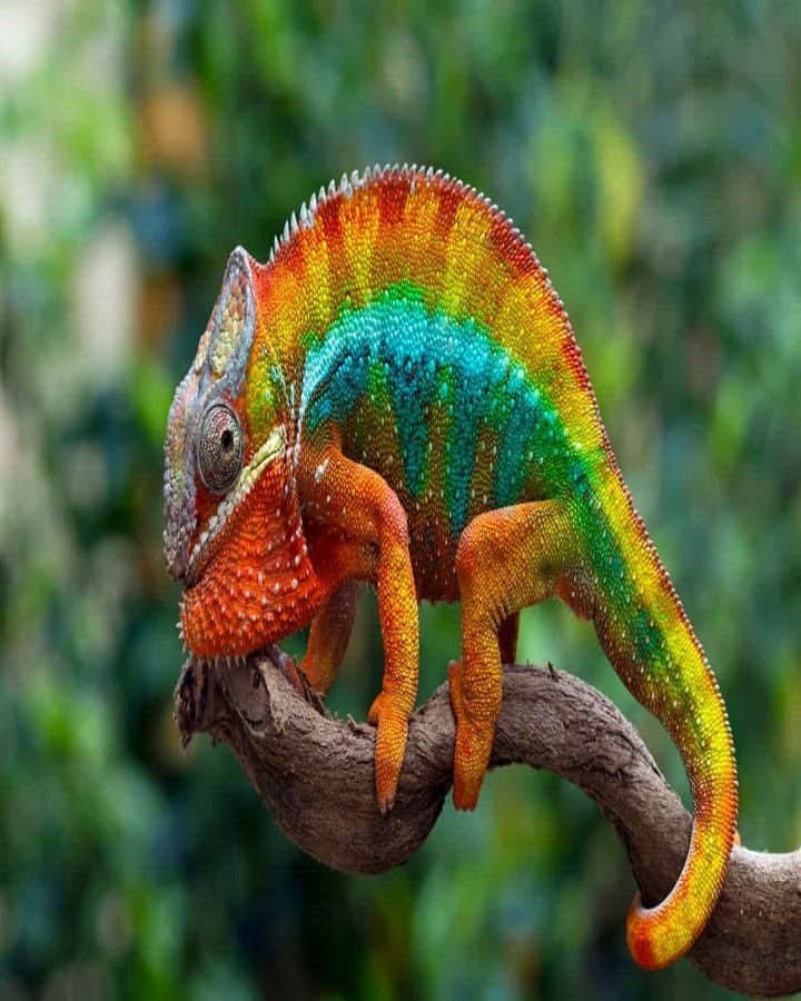 Panther Chameleon Eyes