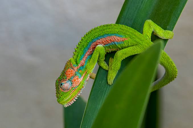 Bradypodion Pumilum or Cape Dwarf Chameleon
