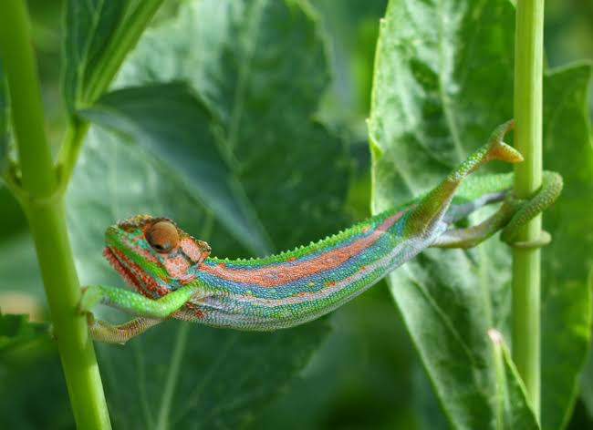 Bradypodion Pumilum or Cape Dwarf Chameleon