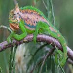 Bradypodion Pumilum or Cape Dwarf Chameleon – Nature’s Tiny Master of Disguise Bradypodion Pumilum or Cape Dwarf Chameleon